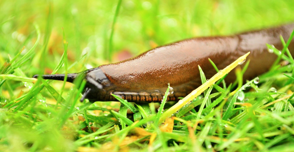 Slug in grass